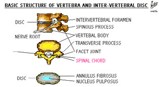 Function Of Vertibral Column